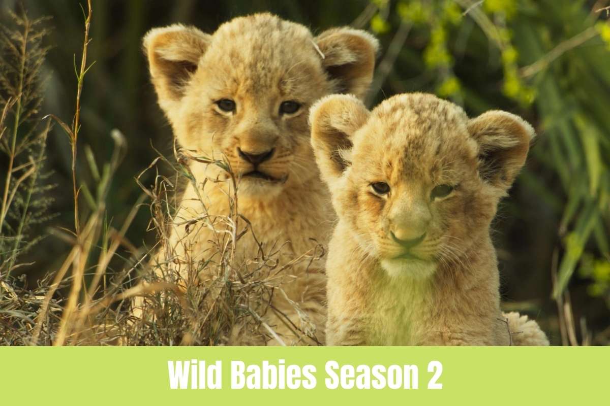 Wild Babies Season 2