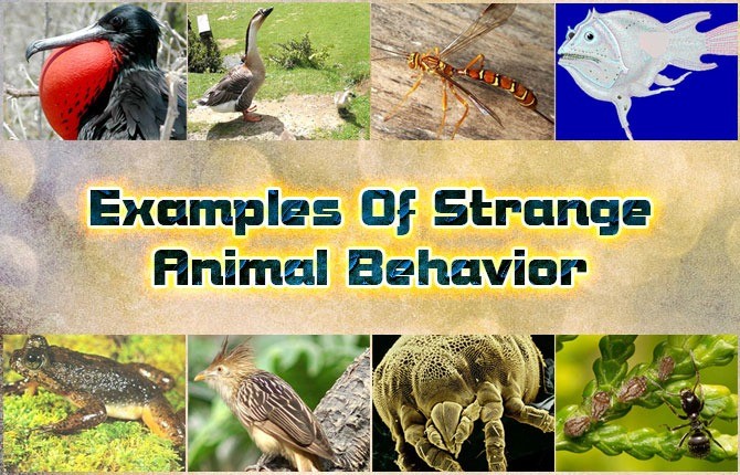 El Mundo de Comportamientos Animales Inusuales: 5 Ejemplos Impactantes