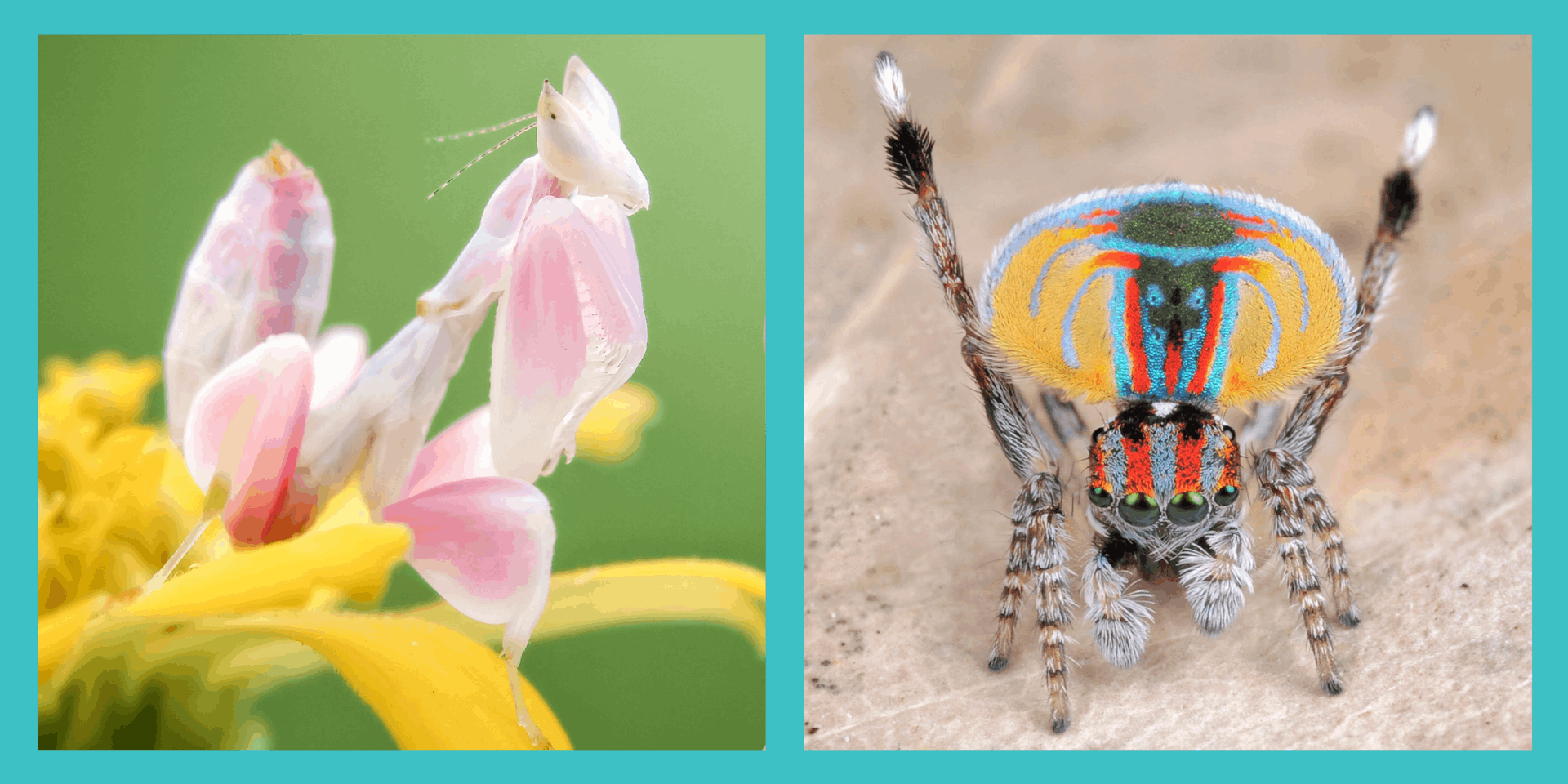 Especies Raras de Insectos: Las Maravillas Poco Conocidas de la Tierra