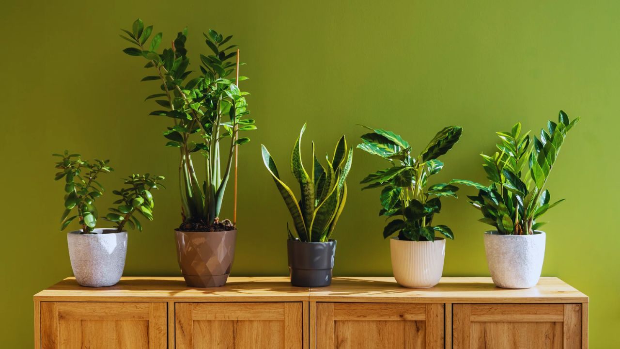 What Are the Best Plants to Have at Home?