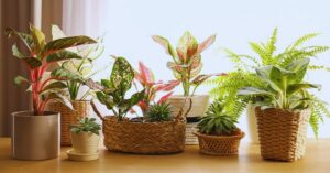 What Are the Best Plants to Have at Home?